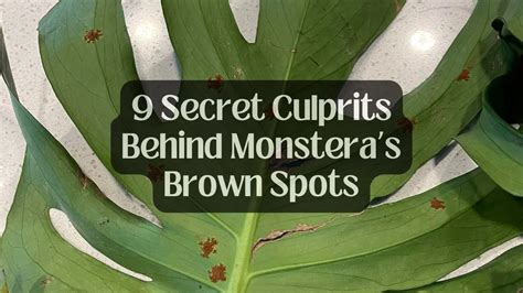 9 Secret Culprits Behind Monsteras Brown Spots。